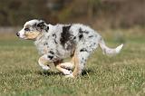 BERGER AUSTRALIEN PUPPIES 237
